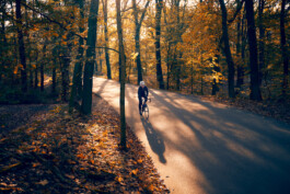 Rennradfahrer fährt auf einer Straße durch den Grunewald – dynamische Szene mit herbstlicher Natur. 